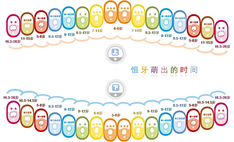 儿童恒牙萌出顺序图