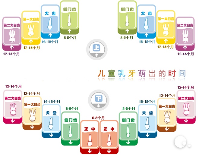 乳牙生长顺序